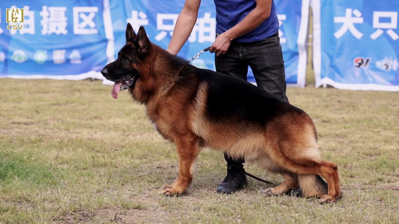 2024年csv德国牧羊犬广东地方展成年公犬组v3犬只讲评