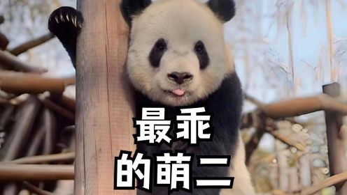 萌二是熊猫界最乖的小熊，前脚掌受伤了还坚持营业