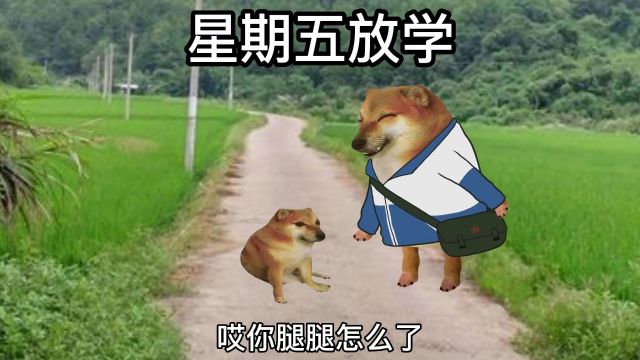 狗狗又来了