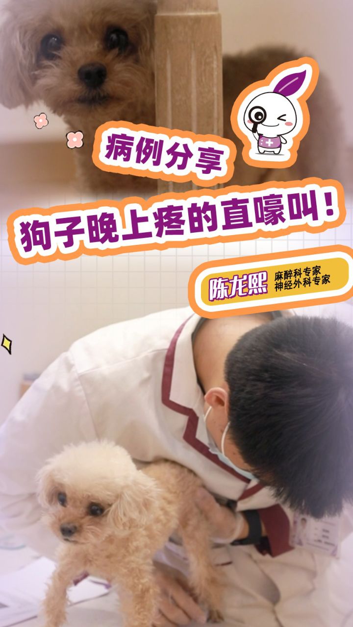 狗子晚上疼的直嚎叫!#宠物医生#宠物骨折