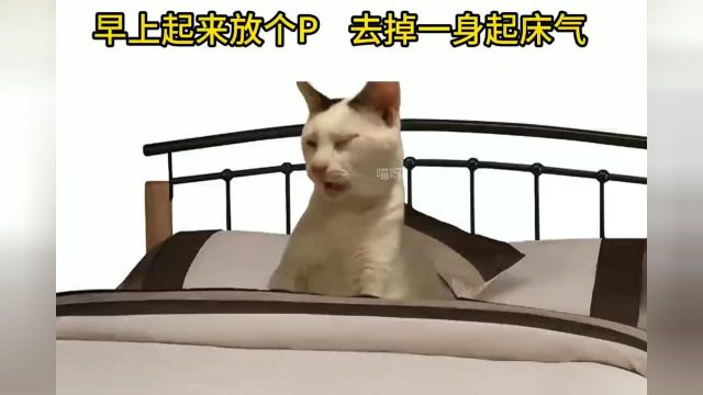 #猫咪的迷惑行为#猫咪表情包#宿舍#真实还原#人间真实