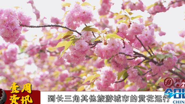 《今日长三角》节目第658期||杨柳醉春烟,山青草漫漫,从享受“20分钟公园效应”的家门口微度假