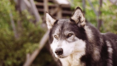 雪地黄金犬-狼犬被恶棍无情对待，但它依然忠诚于人类