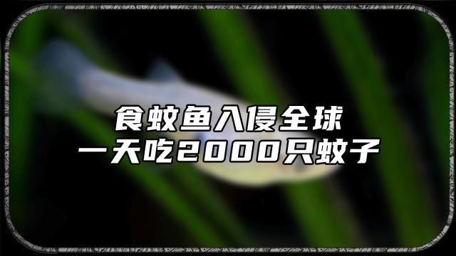 食蚊鱼入侵全球,一天吃2000只蚊子,它就在你家楼下水域内!