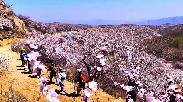 震撼!辽宁朝阳登山爱好者穿越大山,沿途18公里拍下壮观杏花海