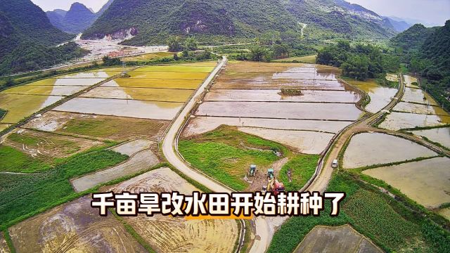 这千亩旱改水农田采用传统人工抛秧种植,能大大的提升种植密度