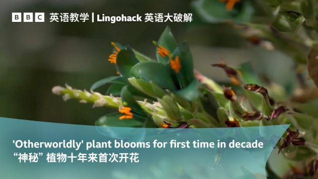 BBC英语大破解:“神秘”植物十年来首次开花