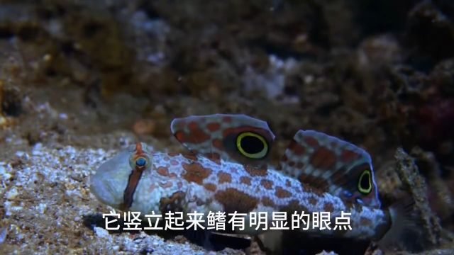 鱼中的舞者,蝴蝶眼#海洋生物#异型鱼#动物科普