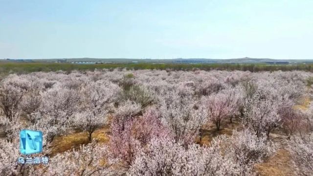 【千万工程 乡村行】乌兰浩特市:葛根庙镇杏花再靓心眸