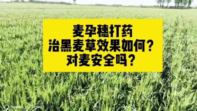 #分享农业知识帮农民增产增收 #农业人话农业