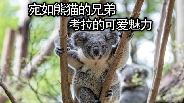 考拉的可爱魅力,无知的树叶食客还是智慧的自然守护者?