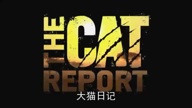 非洲猫科动物【大猫日记01】