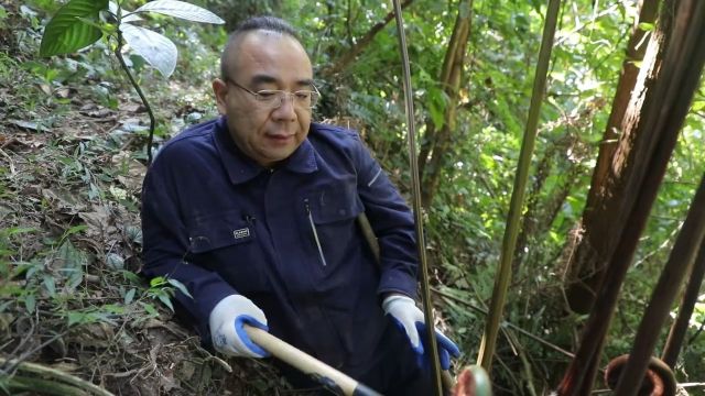 和恐龙同时代的蕨类植物,有知道它作用的吗?#植物科普