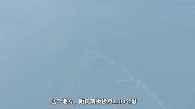 威德尔海豹 #海豹 #南极 #海洋生物