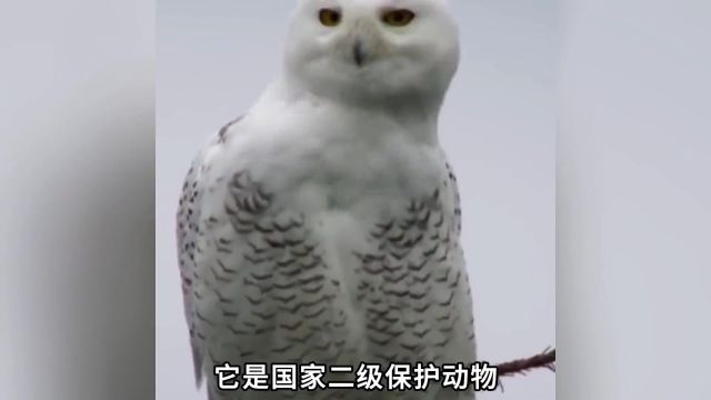 雪鸮:飞行笑星,萌萌沙雕招牌,爆款胖鸡震撼登场! #萌宠出道计划 #动物的迷惑行为 #动物 #奇妙的动物