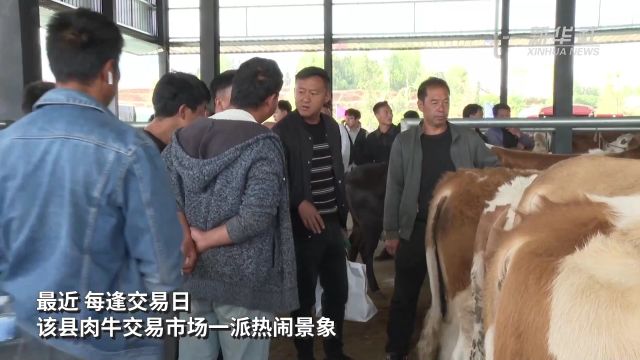 云南会泽打造肉牛百亿元产业链