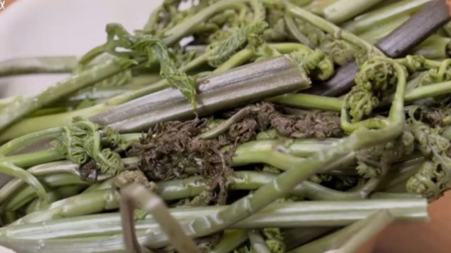 蕨类植物种类繁多,南北方的食用蕨类植物长相各不相同,一起来认认看