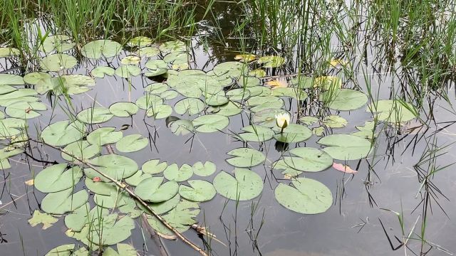 养护睡莲做好2点花期长达7个月,种上1次年年都开花