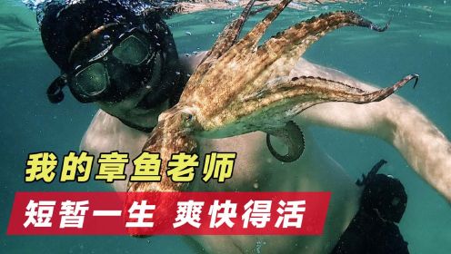 弱小章鱼机智战胜睡袍鲨，《我的章鱼老师》高分必看纪录片！