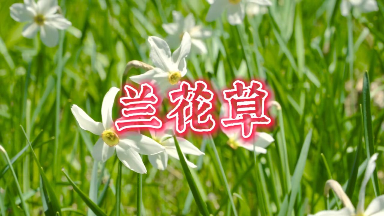 兰花草歌曲原唱(兰花草歌曲原唱儿童歌)
