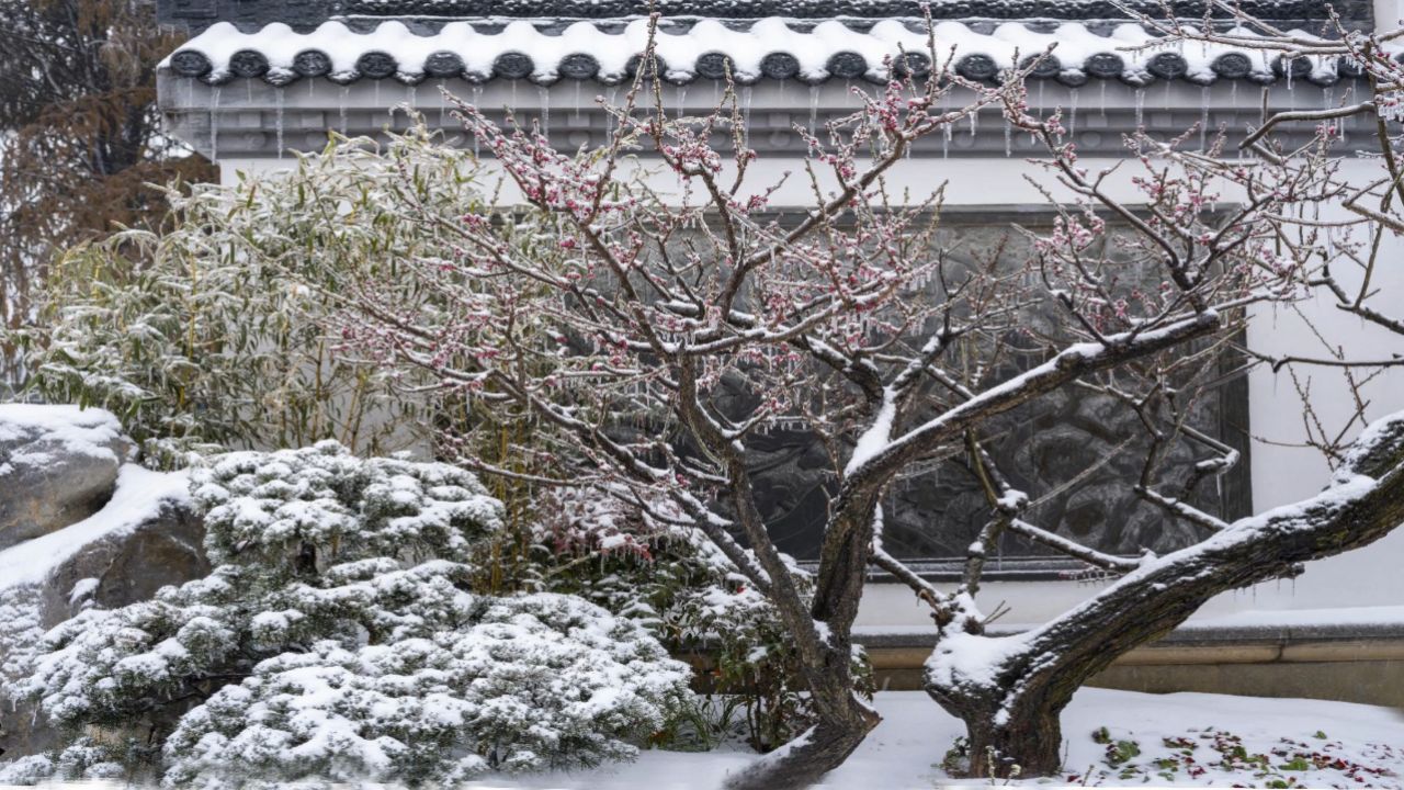 一剪寒梅-笛子独奏-琴台乐坊