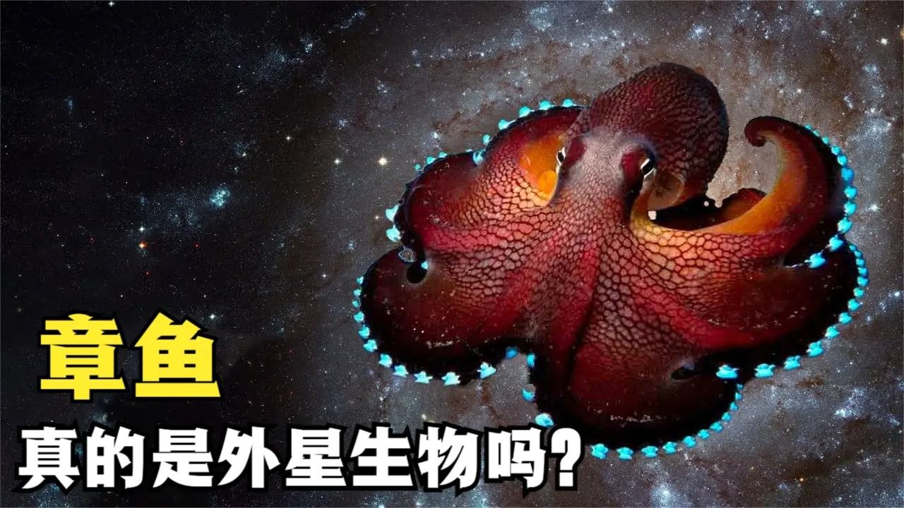 章鱼属于外星生物吗?它有哪些神奇能力?看完不敢吃章鱼小丸子了