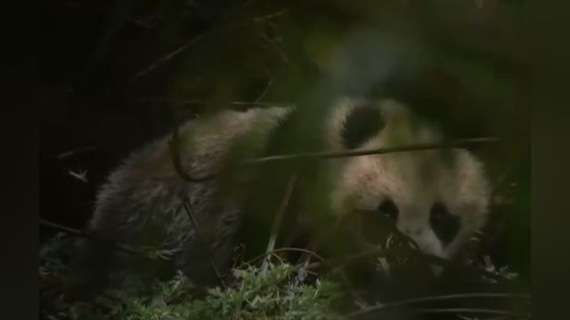 在四川卧龙野化基地,大熊猫母子相依为命,学习野外生存技能