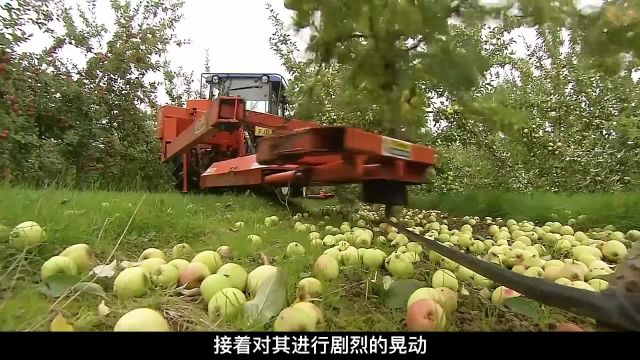 揭秘苹果酒加工厂,1880年创建的工厂,每年可以生产2800万升