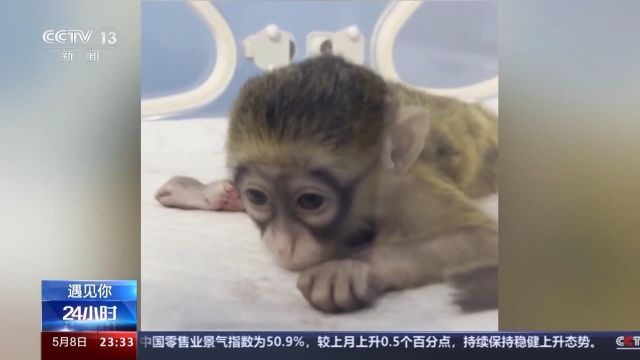 遇见你丨带薪“撸虎玩熊”?她4年里拉扯大200多只猛兽崽崽