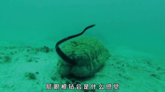 经常被钻屁眼的海参,究竟有多倒霉?海参知识奇妙知识在抖音科普海洋生物