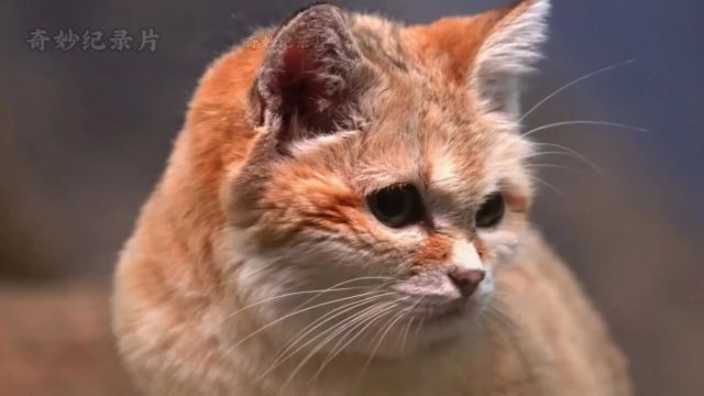 沙丘猫也被称为“傻猫”,它们居住在世界上,最大的猫砂盆