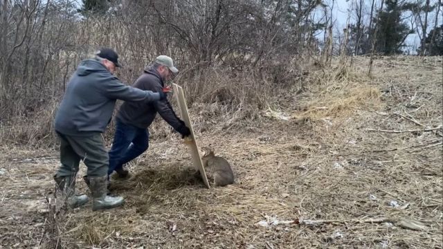 短尾猫被捕兽夹夹住脚,两名猎人决定对它进行营救,这挺危险的!