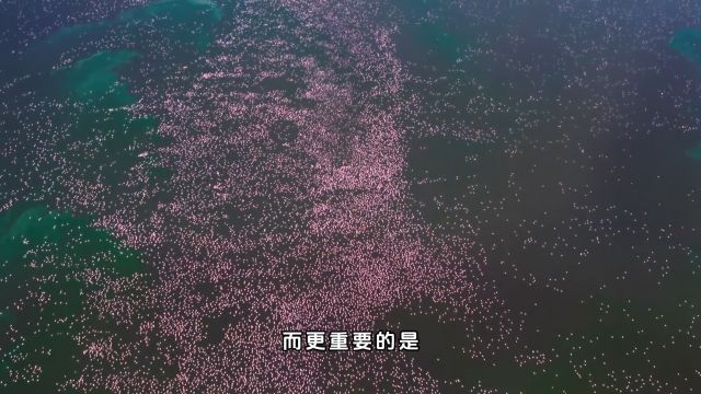 一个地球,秘鲁寒流养育了数百万只海鸟,沙漠为海洋生物提供原料2