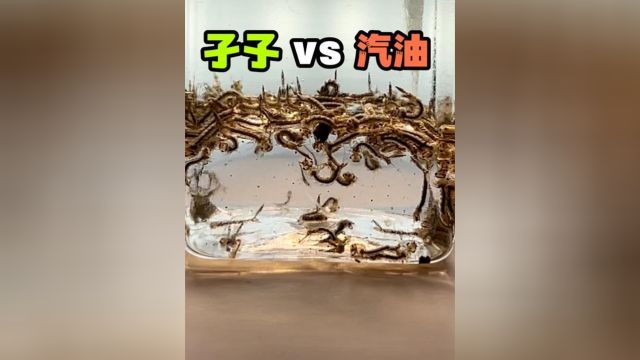 把50只蚊子的幼虫孑孓丢进汽油里!会发生什么事?