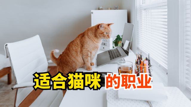 适合猫咪的职业,有哪些?