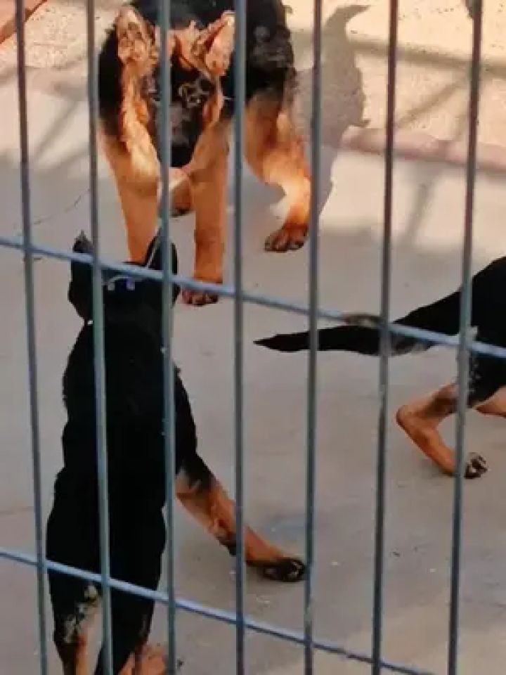 揍过一个,个头大的好处#锤系德牧 #德牧犬 #养狗的乐趣 #锤系德牧幼犬