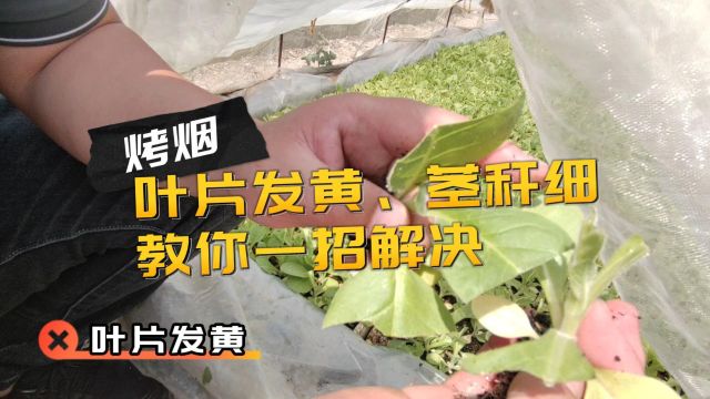 进口生根剂贵州黔西南烤烟使用翠姆根碧多+微生物菌剂+小分子有机碳,白根多,对比明显