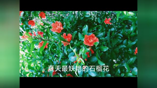 石榴花开的日子