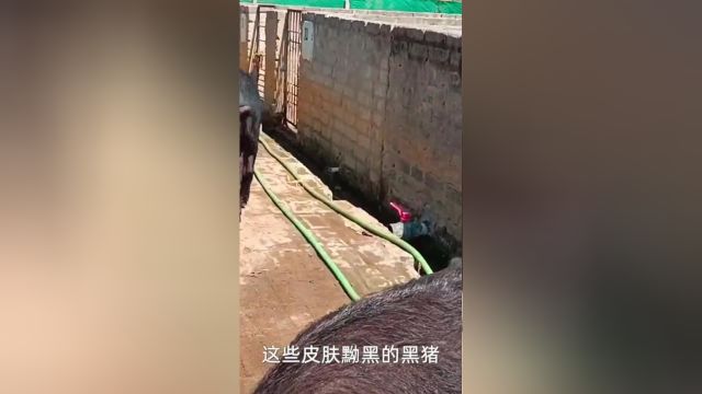 黑猪养殖:明明都是猪,黑猪却要49每斤!#黑猪 3