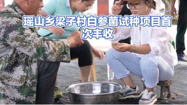 河口县瑶山乡梁子村白参菌试种成功,农业新突破