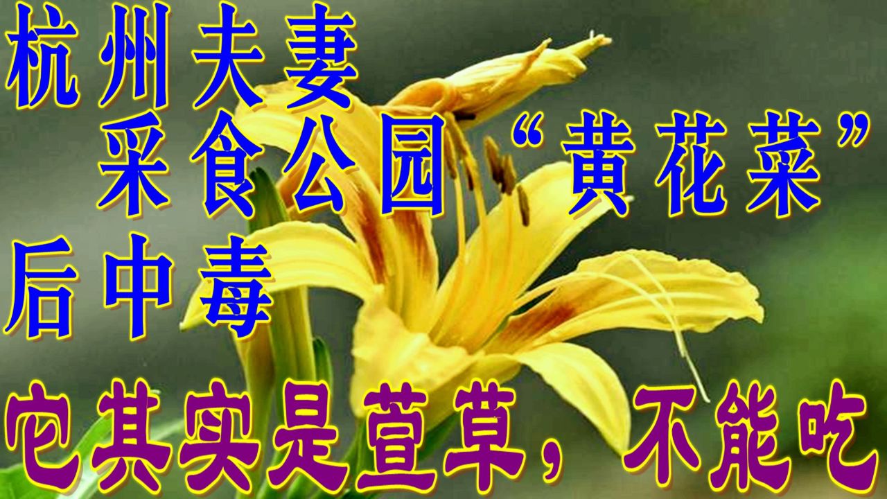 杭州夫妻采食公园"黄花菜"后中毒!注意:公园里种的不是黄花菜