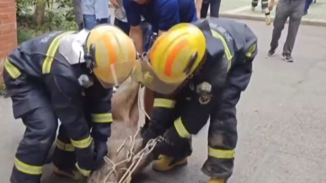 惊险一幕!野猪闯进校园狂奔,警民合力将其捕获