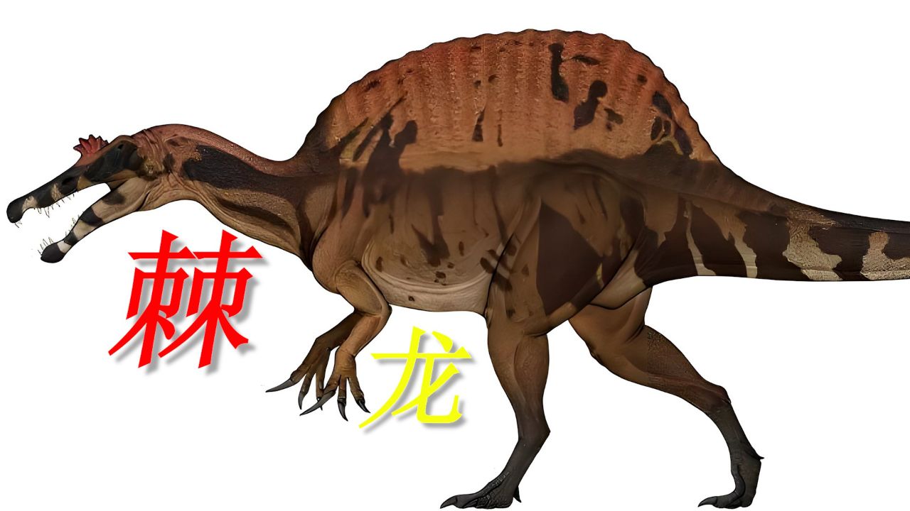 棘龙是棘斯拉?就是一渔夫!