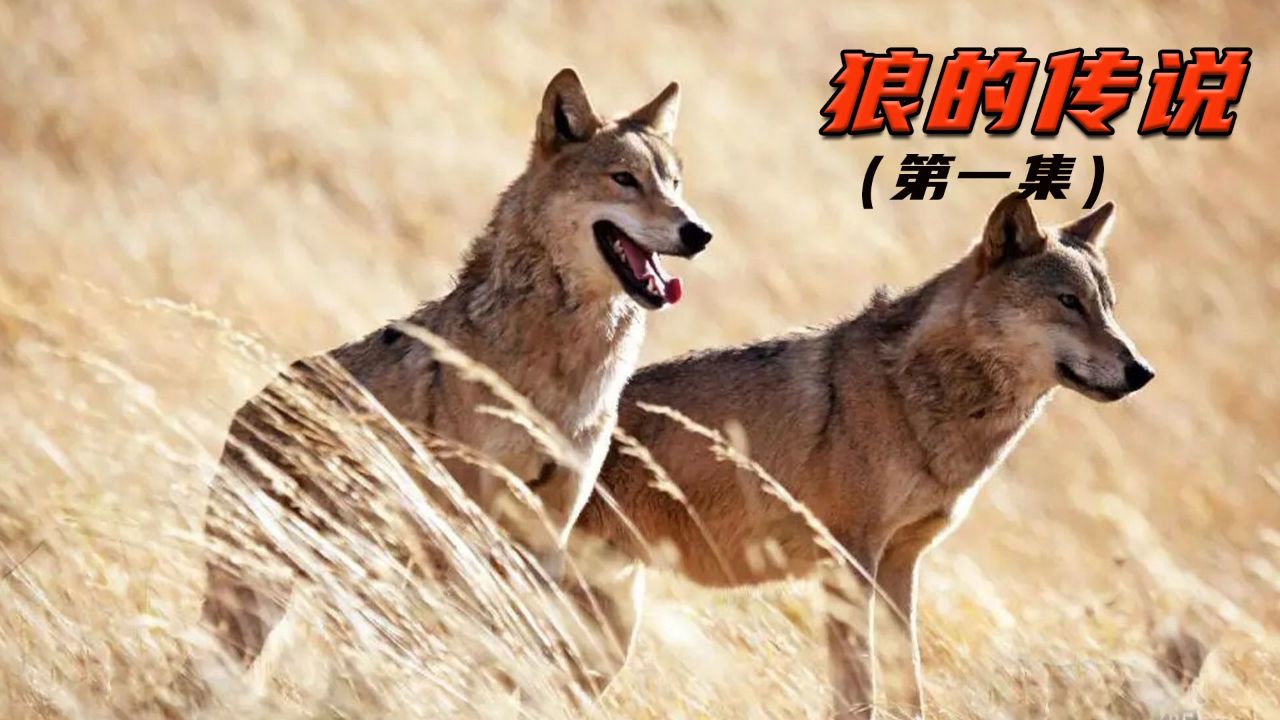 一只狼王诞生的艰苦历程,1963年实物实景拍摄的经典老电影