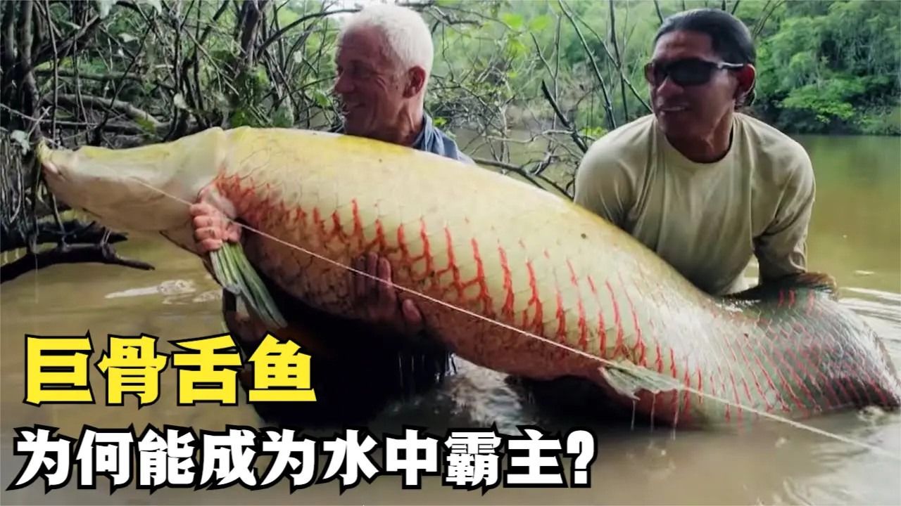 恐怖的巨骨舌鱼,连食人鱼都不是对手,为何会成为濒危物种?