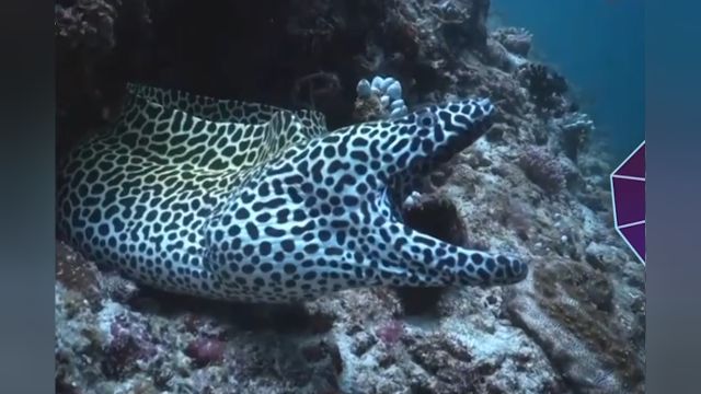 海鳝张嘴做清洁,却不会吞食“医生虾”它的嘴可以张开多久?