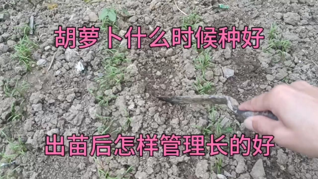 怎样种好胡萝卜?出苗后这样管理长的好