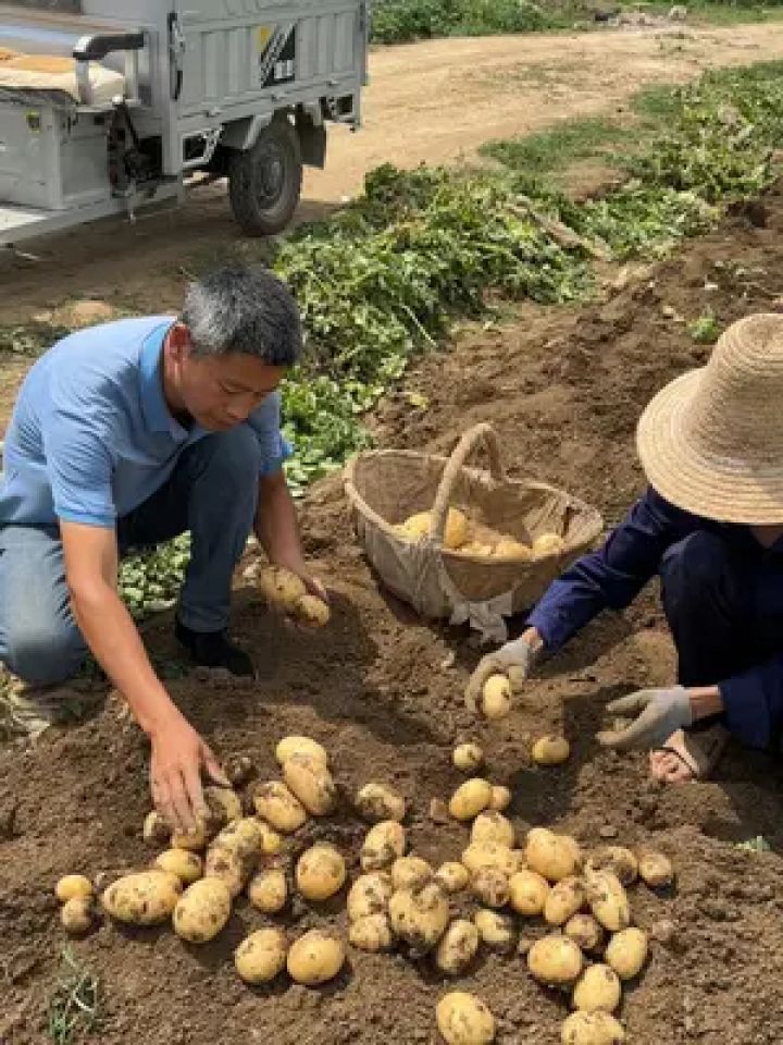 正在挖土豆中,喜欢新土豆的来吧