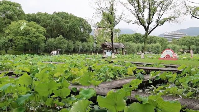 一场夏雨过后,新荷绽放竞芳菲