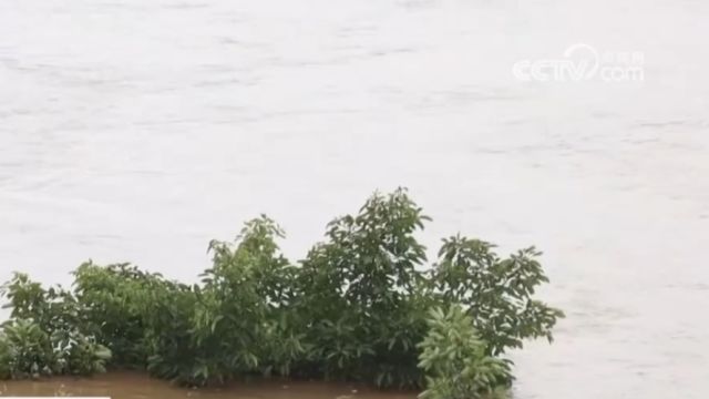 多地遭遇强降雨,广西:浔江平南段水位已超警